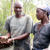 Lechène Alexis and his wife, Aliana Alisme, from the community of Marouj in the municipal section of Bayonnais (Gonaïves), showing us their tires filled with African redworms and redworm compost. January 2016. Photo by Mark Hare.