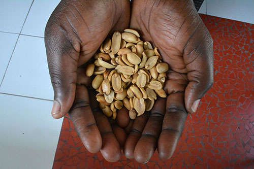Locally produced Haitian peanuts held by a farmer. —Cindy Corell