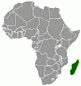 Madagascar. The world’s 4th largest island is shown above, not 250 miles off the Mozambique coastline