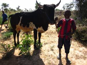 A boy in Niger taking the family cattle to the well for water