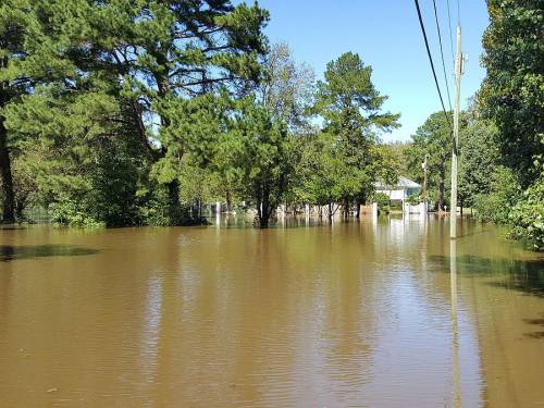 Flooding on the southern bank of the Tar River near Greenville, North Carolina on October 10 when the river cresting around 20 feet (6.1 m). (Photo by Ed Erhart via WikiMedia)