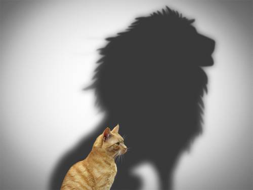 Courageous Convo cat-lion-1024