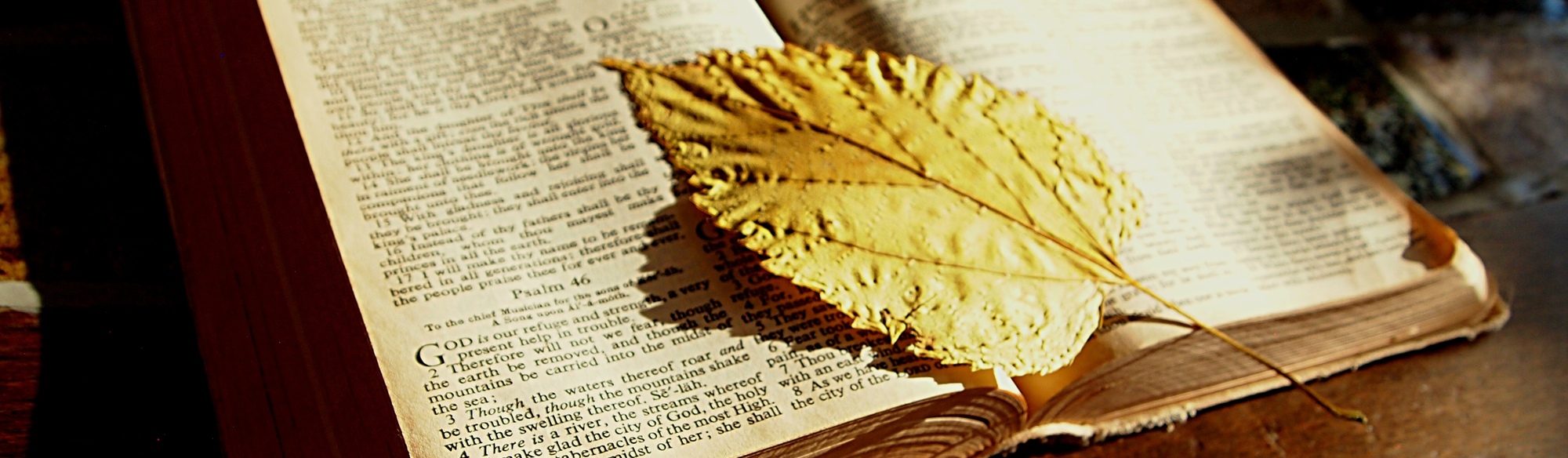 leaf on Bible image