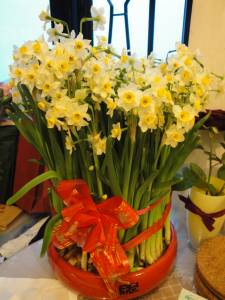 Daffodils for spring