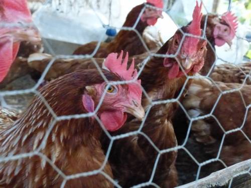Gloria’s chickens: in all they produce about three dozen eggs a day, which she uses to feed her family and sell to her neighbors 