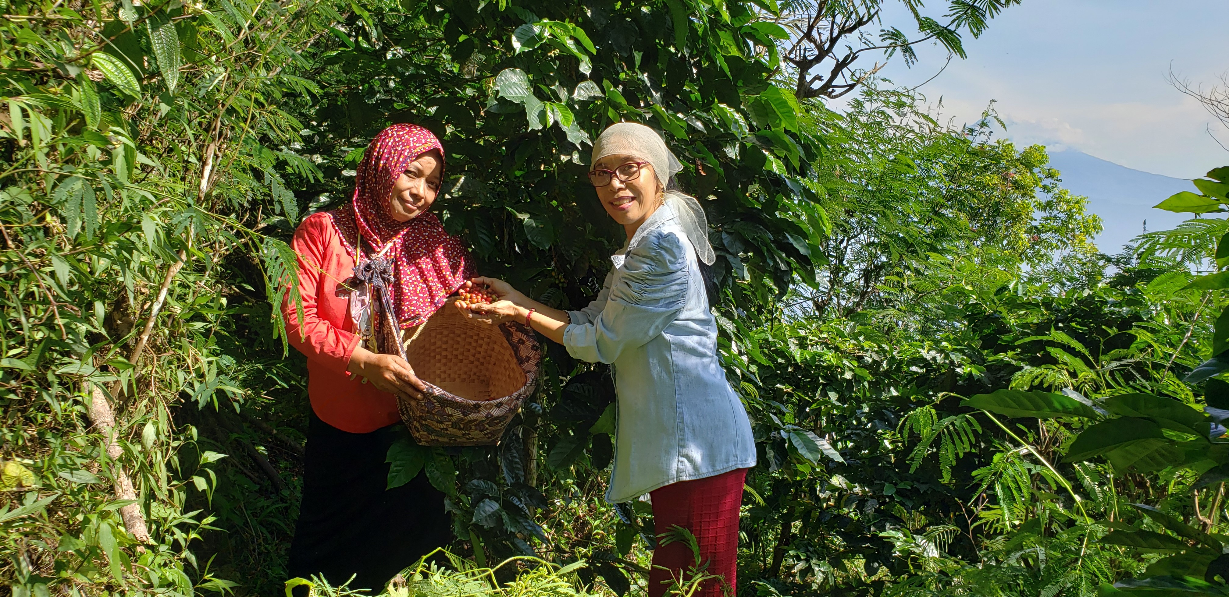 Farsijana picking coffee beans with Mrs. Marwiyah.