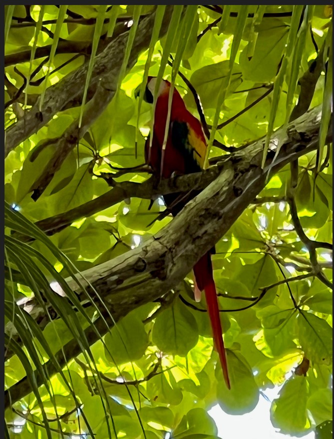 A Scarlet Macaw in the treetops of Costa Rica.