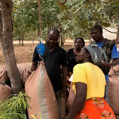 Mr. Chirwa weighs the bags of groundnuts that were harvested from the farm.