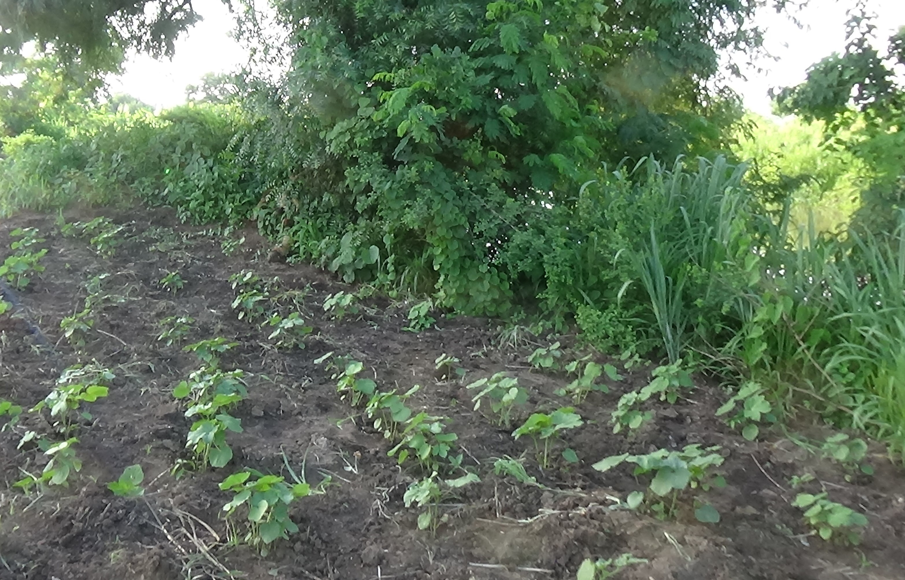 Crops in the demonstration farm bordering the Akobo River.