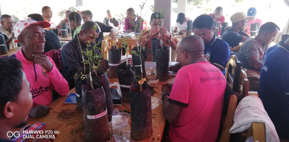Pastors and volunteer technicians from FJKM Evangelism Posts learning to graft citrus
