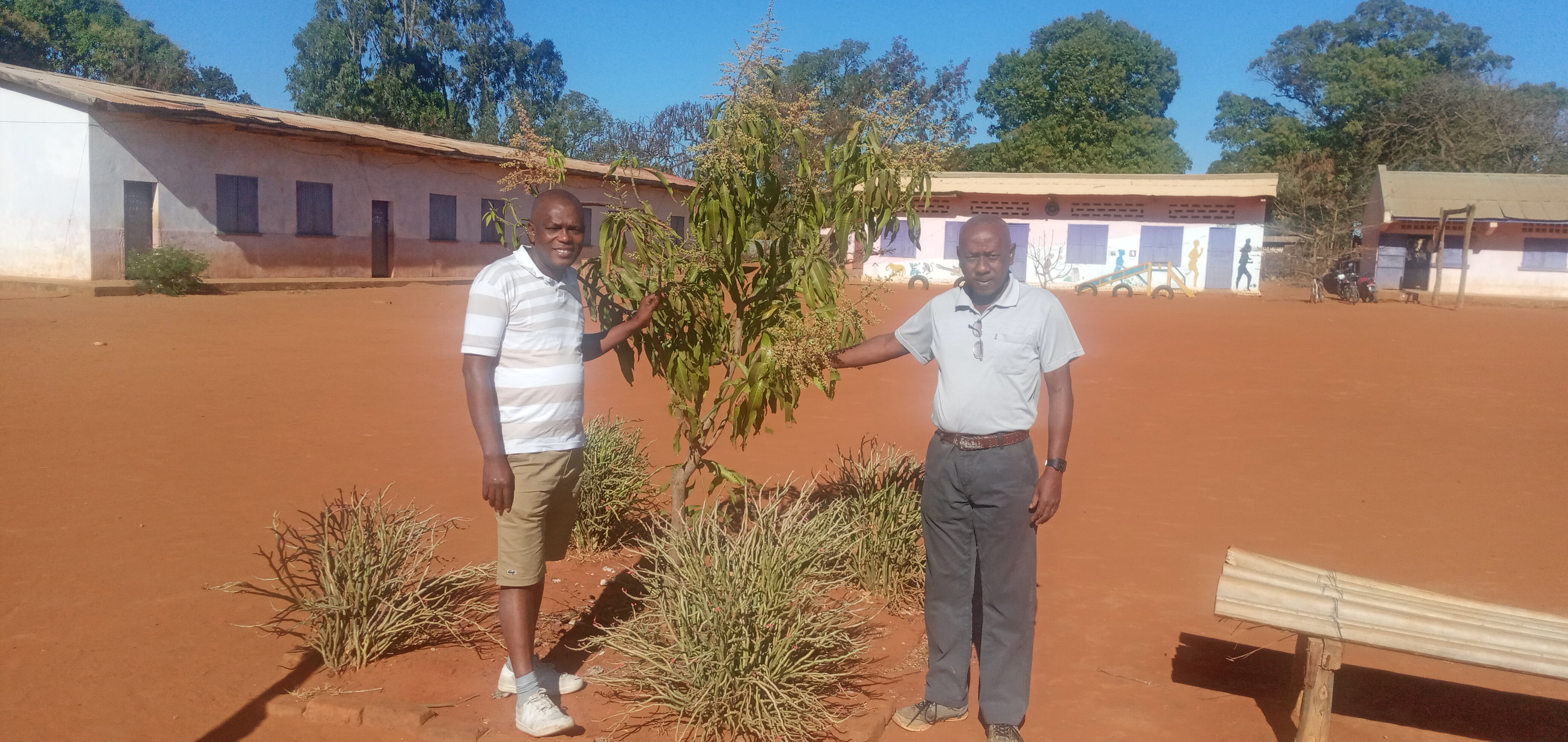 Rolland Razafiarison (L) and the director of the Port Bergé FJKM school with a grafted mango tree at the school Photo by Niaina Raoelison