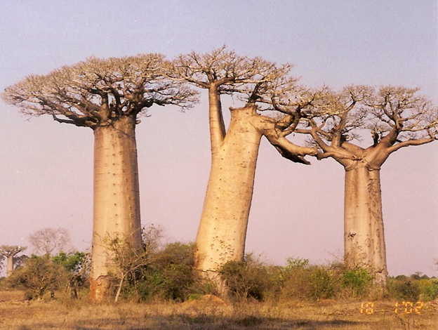 Adansonia grandidieri: this is the largest of all the baobabs in the world