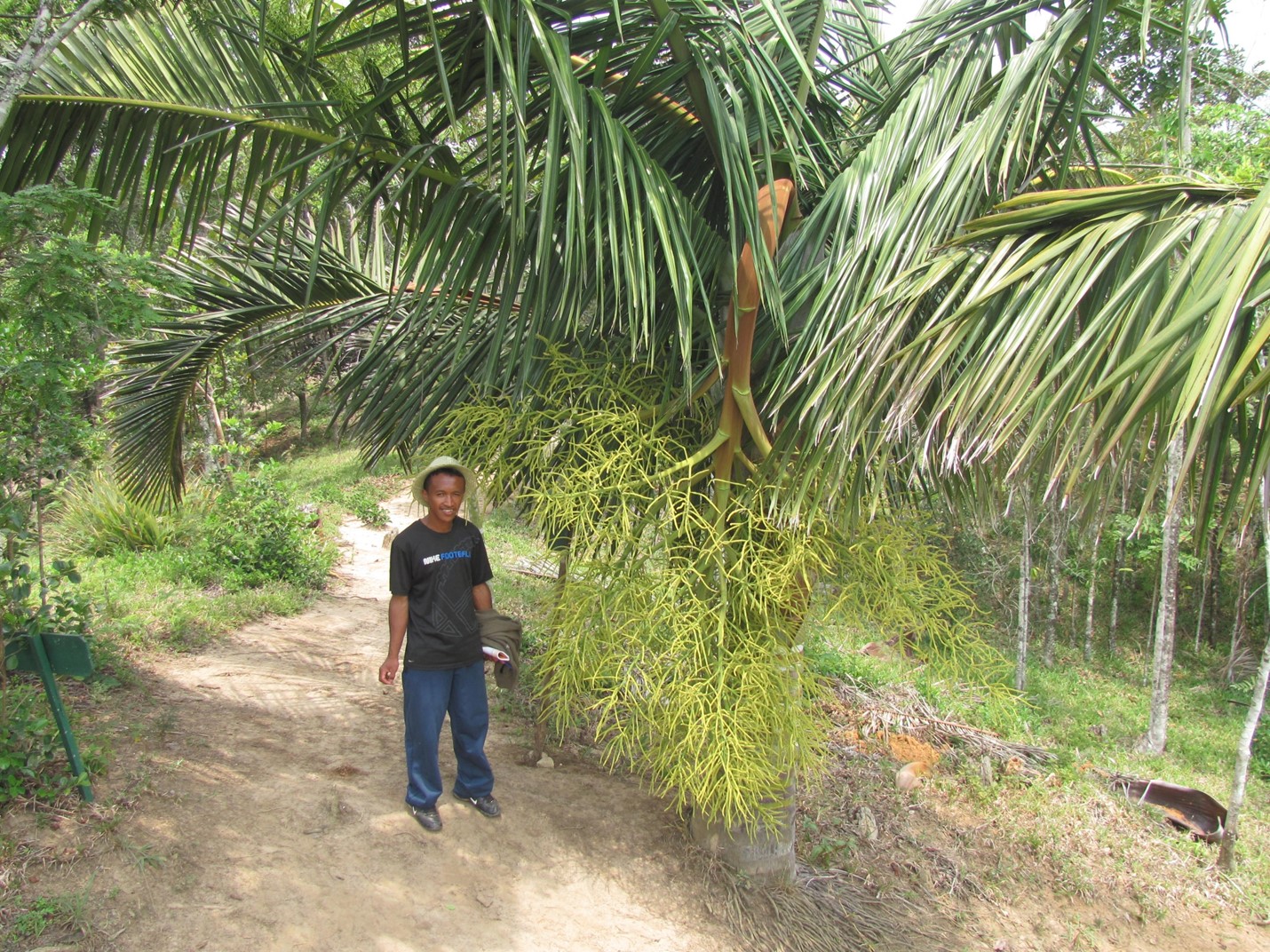 Dypsis robusta: known from only 1 mature individual in the wild; Germain Andrianaivoson at left