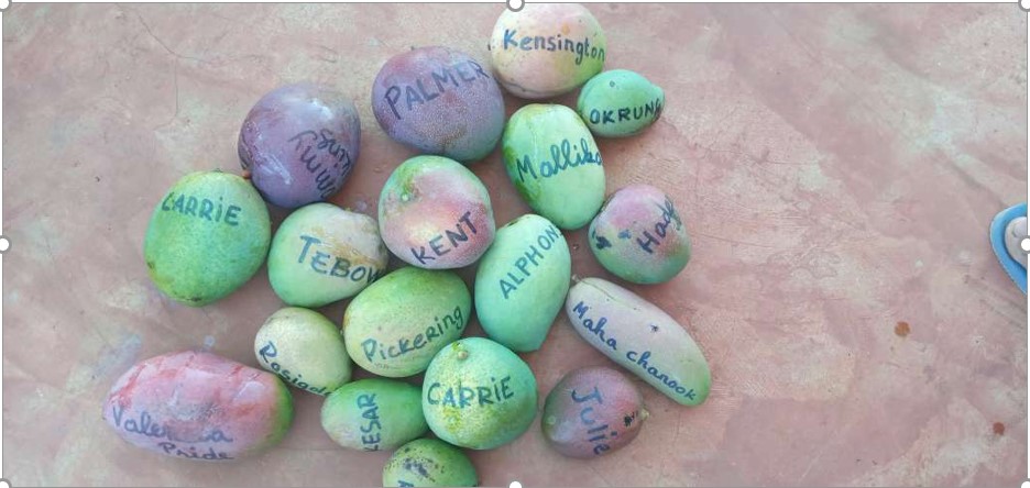Some of the 20+ varieties of mangos that produced fruits at the FJKM fruit center at Mahatsinjo (= Mango Palace), in the 2020-2021 season.