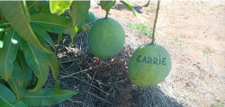 Of the few varieties that had ripe fruits in December 2020, Carrie was the consensus best-tasting variety.