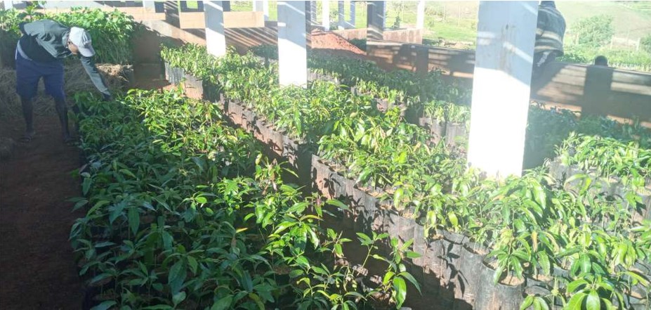 Much effort is currently underway at the Mango Palace to increase production of grafted trees in 2021. The process starts with getting seeds for growing rootstocks. Some of the thousands of rootstocks to be grafted with good varieties at the fruit center in 2021.