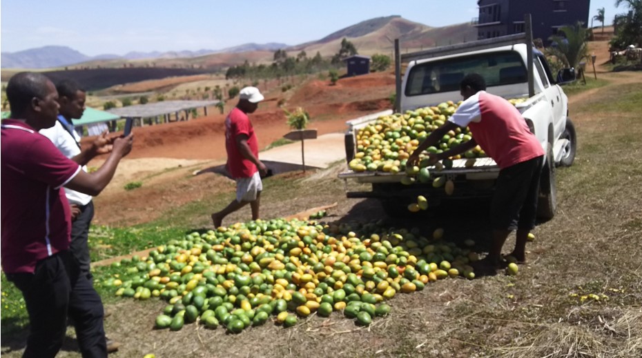 Mango harvest to the glory of God.