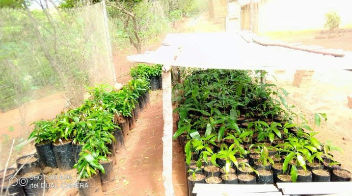 The temporary nursery at Mandritsara started by Jeremia Ratsirahonana, late December 2020, with mango seedlings grown as rootstocks is doing well.