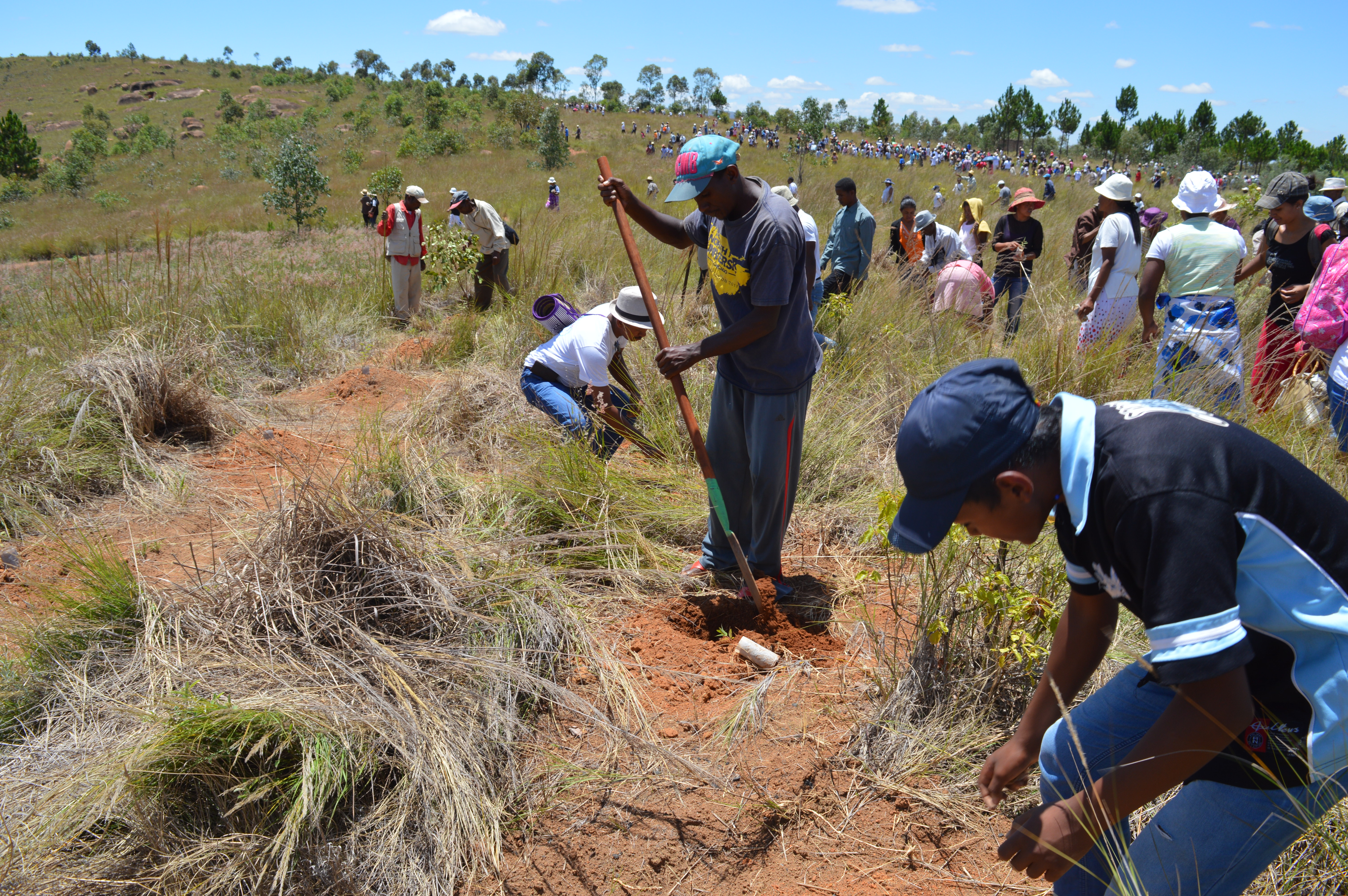 FJKM tree planting with crowd. Caption: Thousands of FJKM members turned out to plant 4,000 fast-growing trees at Fihaonana on February 4, 2017