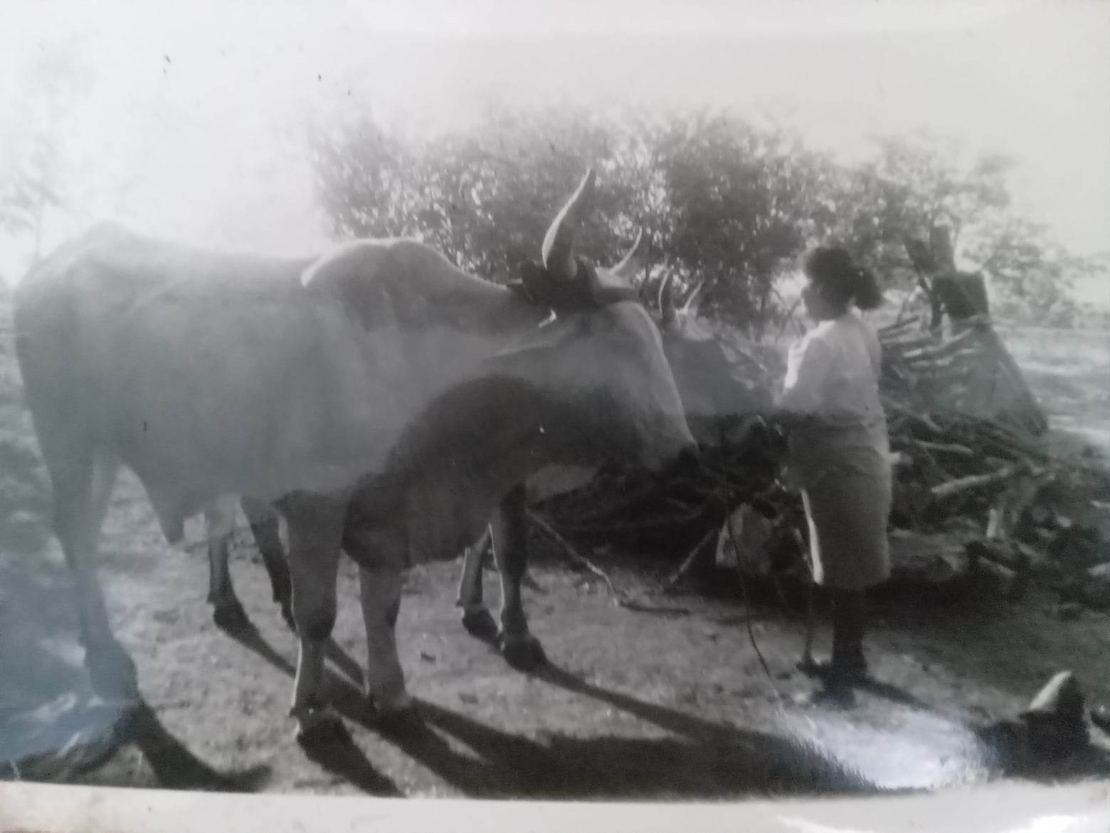 Women herding cows in one of CEPAD working zones in the late 1980s