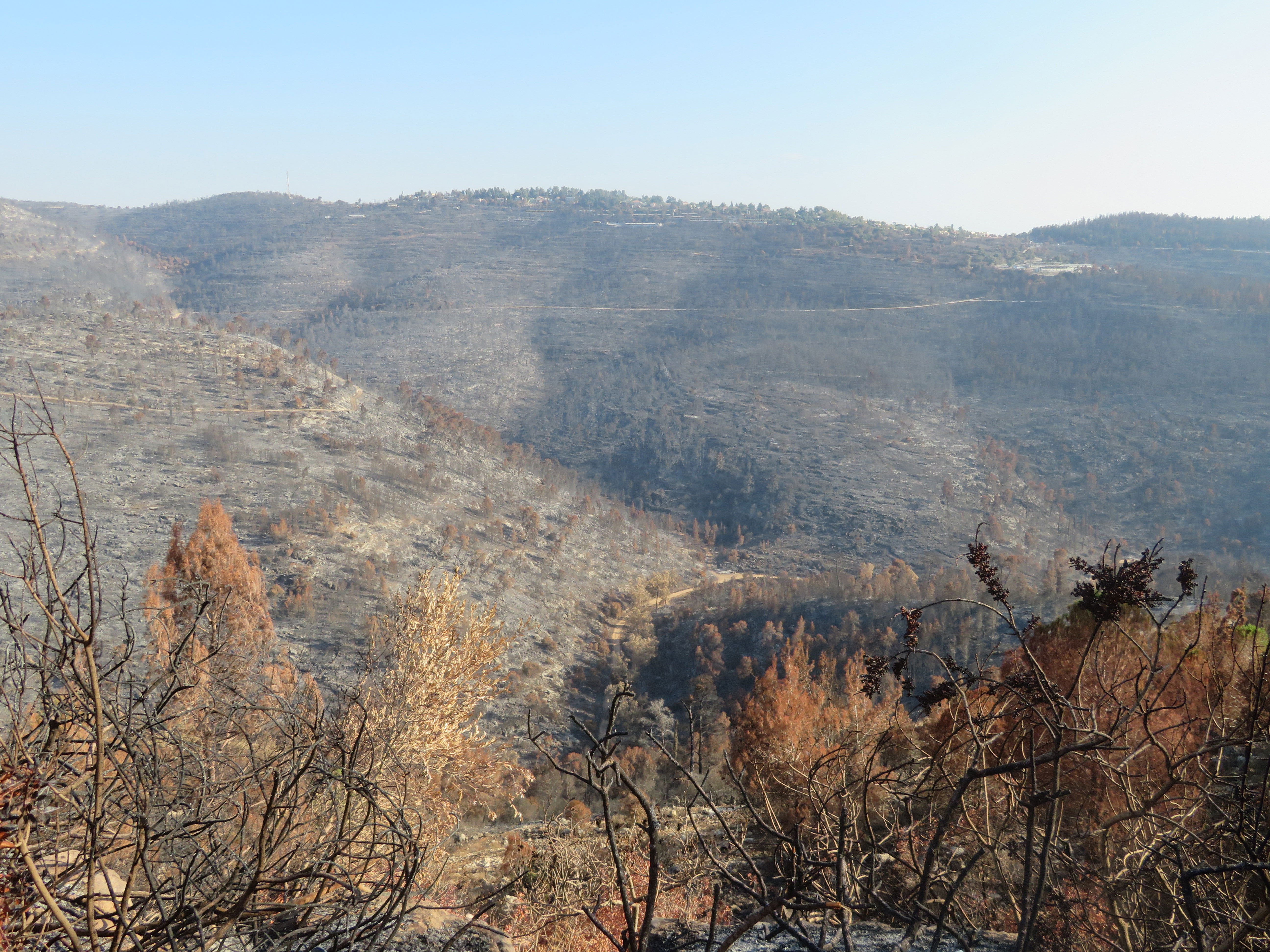 Scene of devastation. The aftermath of the August forest fire west of Jerusalem.