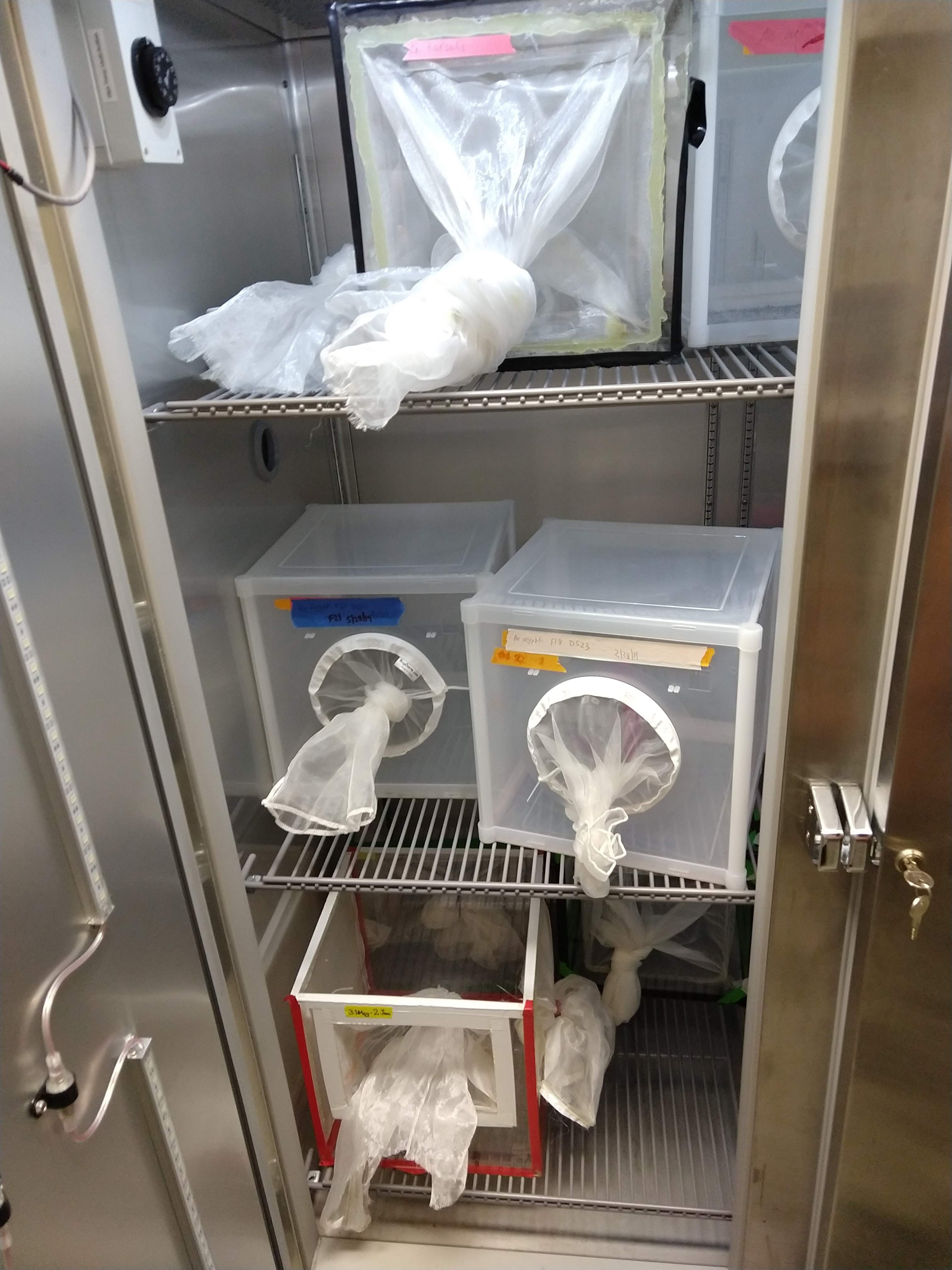 Have you ever wondered how malaria scientists raise mosquitoes to be used for testing? These mosquito boxes are kept in a temperature controlled "fridge" that is warm, not cool.