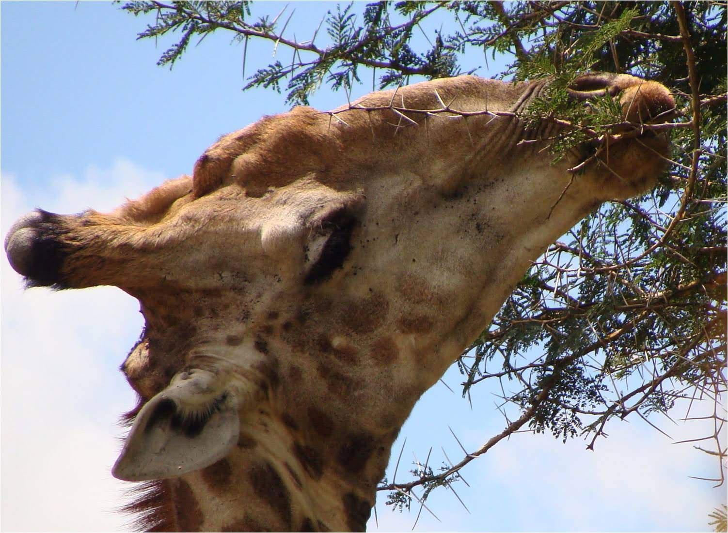 A giraffe eats acacia leaves in Zambia; a camel passes the pyramids in Egypt. Can you tell these animals are related?