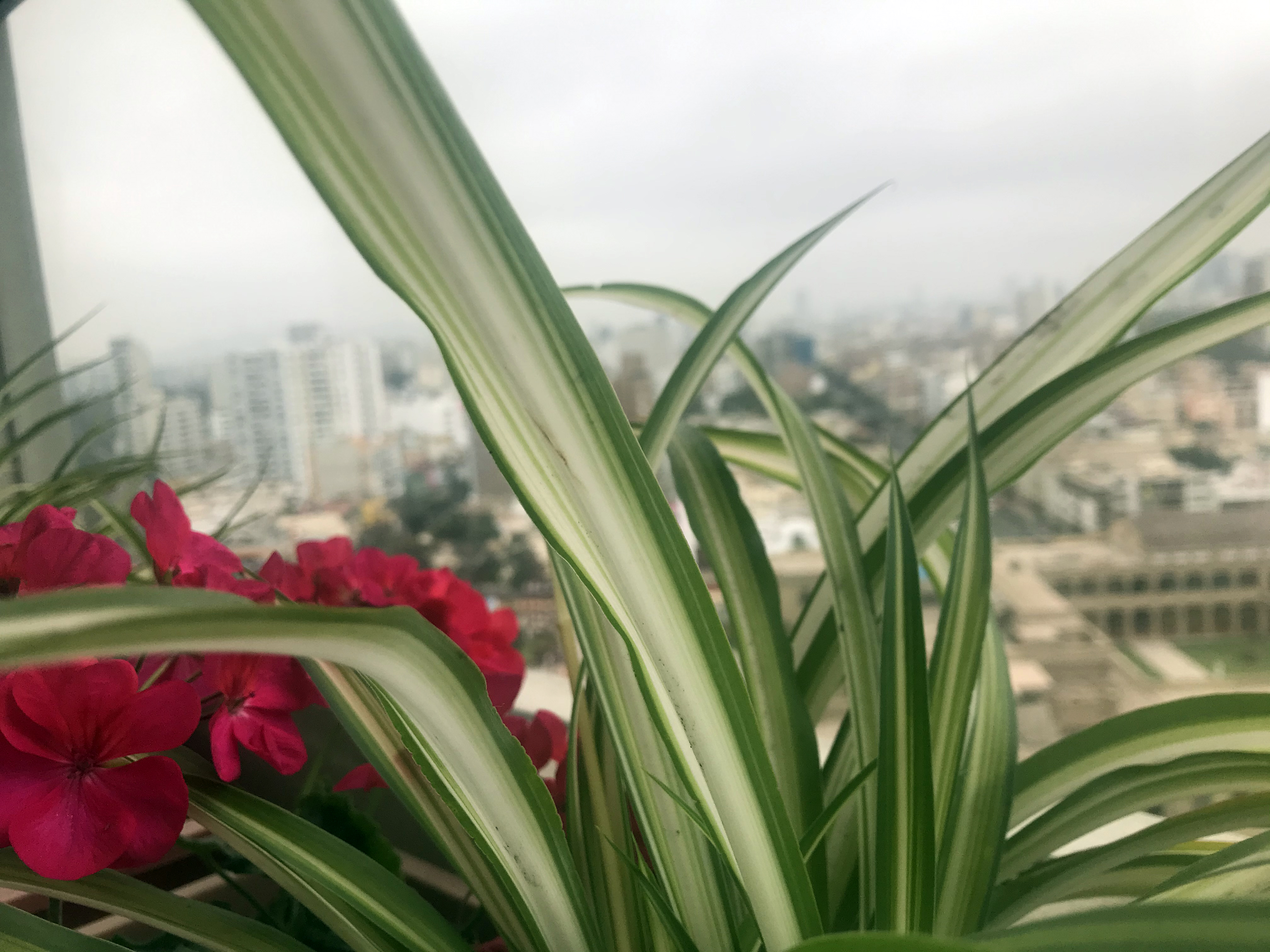 Against the background of the concrete jungle in Lima, a flower provides a sign of beauty and resistance.