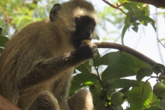 Monkey munching on guava
