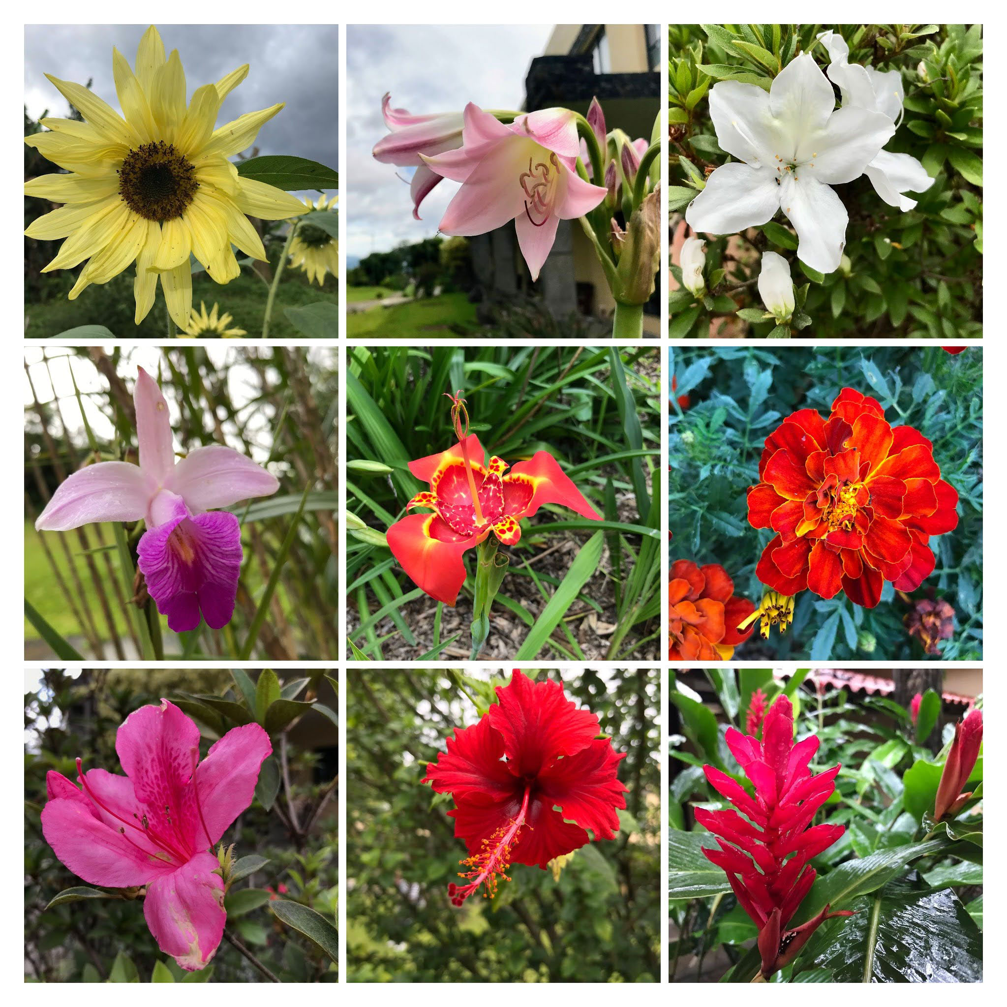 Flower variety and beauty. Costa Rica. Spanish: Variedad y belleza floral.