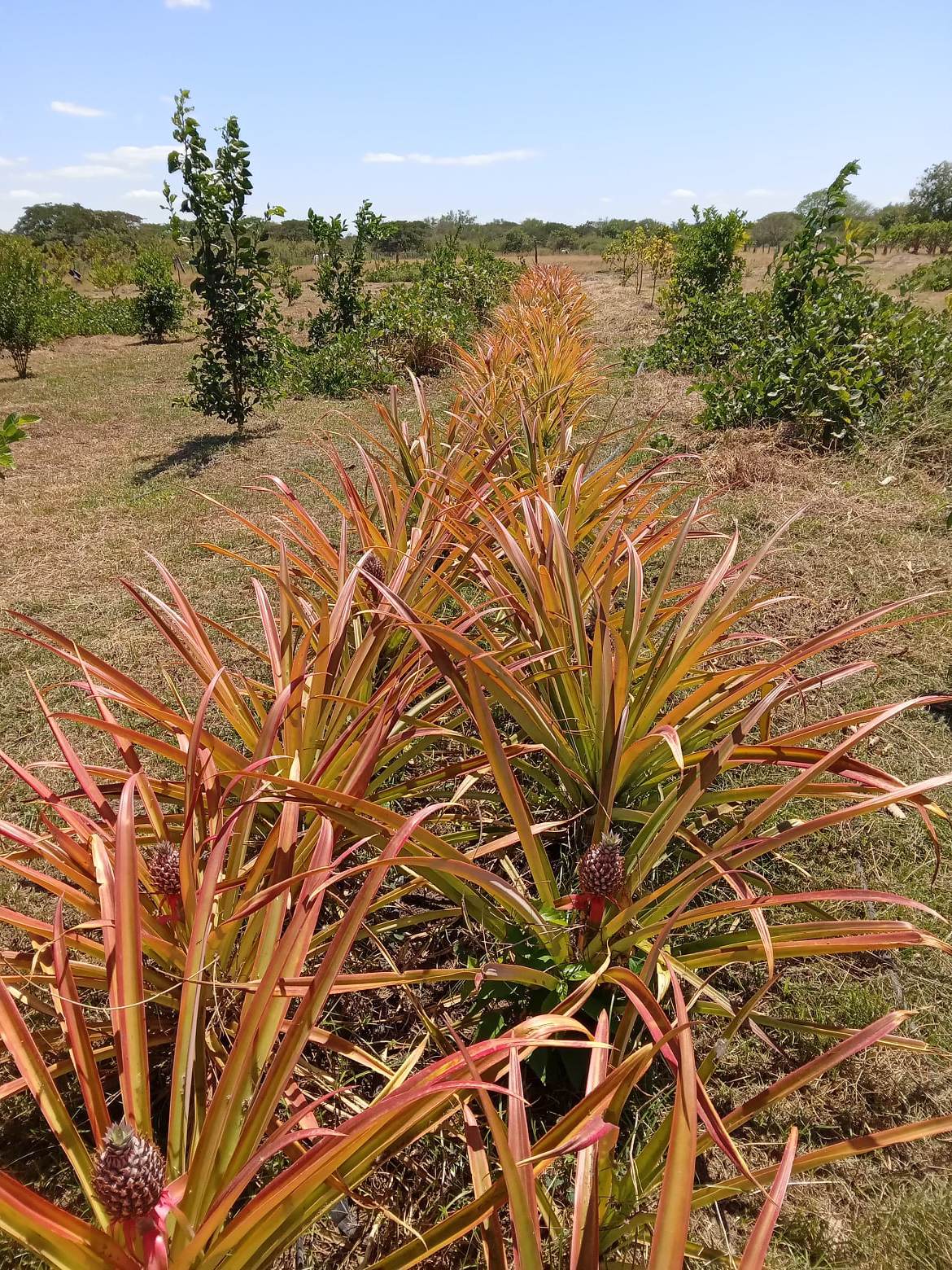 Pineapple plantation in La Montañita (after reforesting the land with CEPAD's teachings)