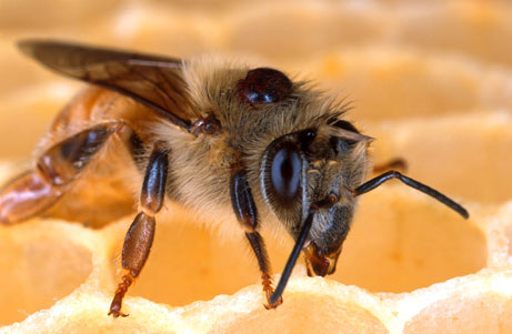 bee on honey comb