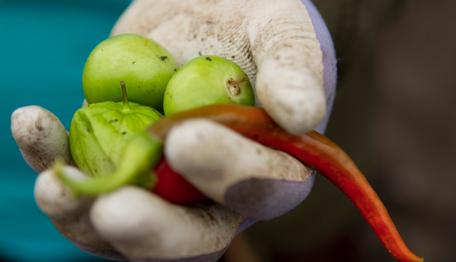 hand holding tomatillos and peppers