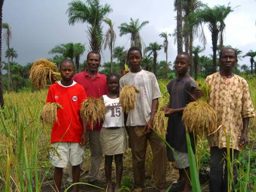 Boys harvesting rice