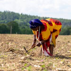 woman with bright Somalian garb cultivating field