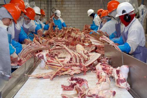 meat processing with bones and meat on big table