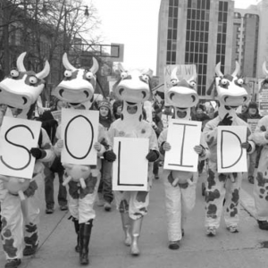 Cow people spell 'solid' with signs