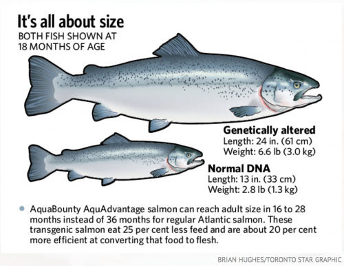 GE Salmon difference from natural salmon