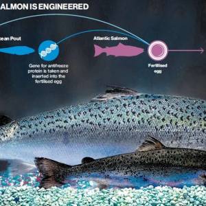 Image shows how GE salmon is created