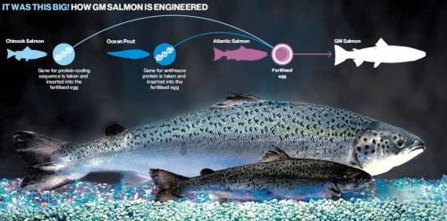 Image shows how GE salmon is created