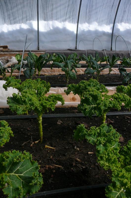 kale in greenhouse