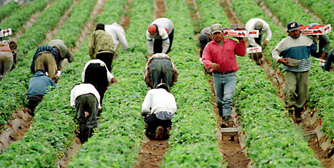 farmworkers in strawberry field