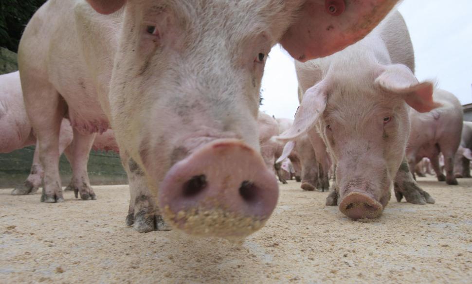pigs eating grain