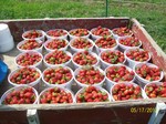 truckload of strawberries