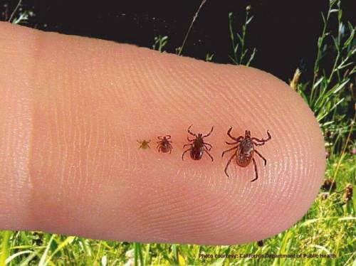 ticks at 4 stages of growth