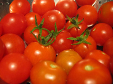 Tomatoesgalore_5