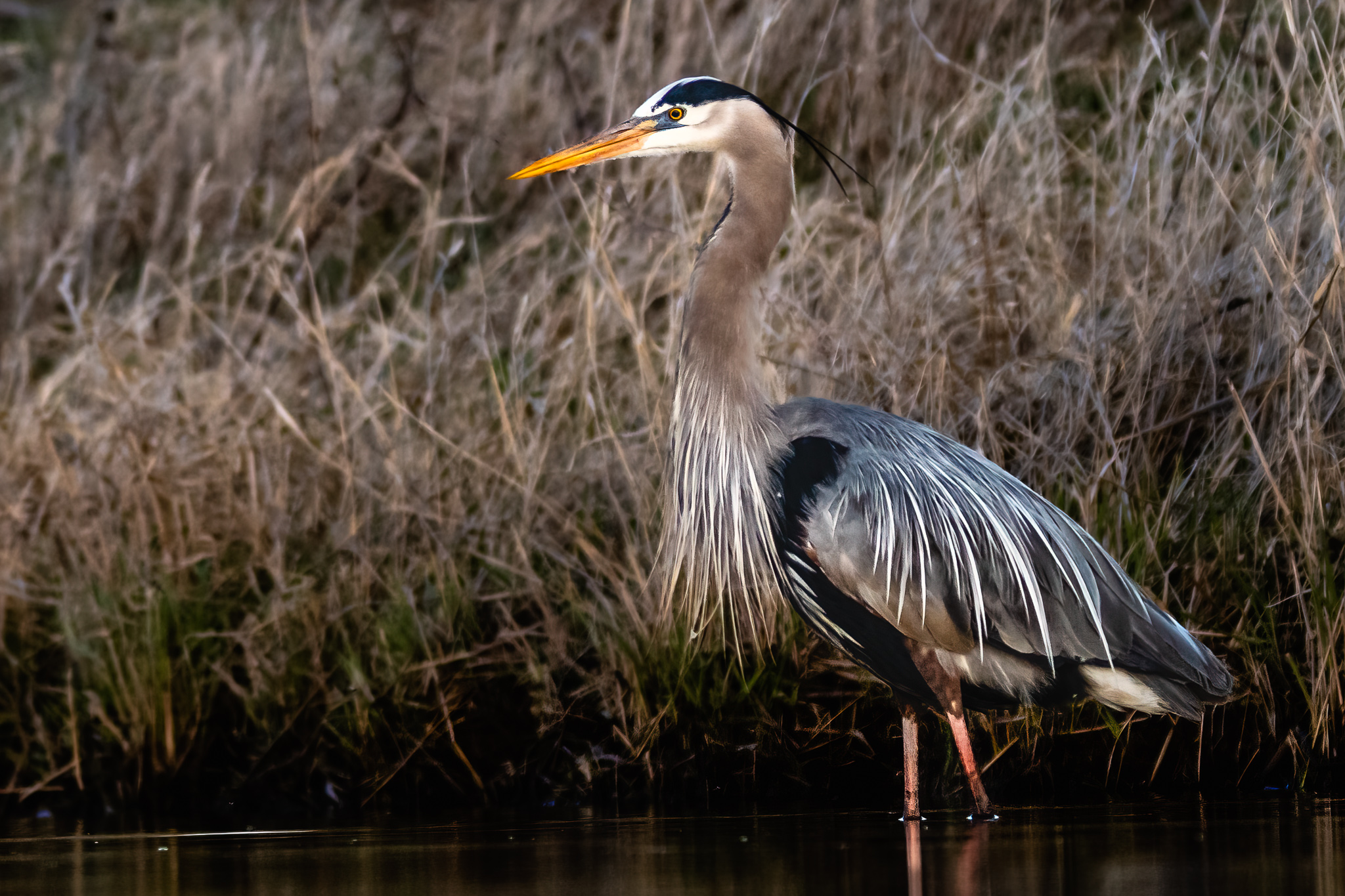 Great Blue Heron, wisdom for two