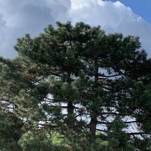 Scotch pine set off against partly cloudy sky