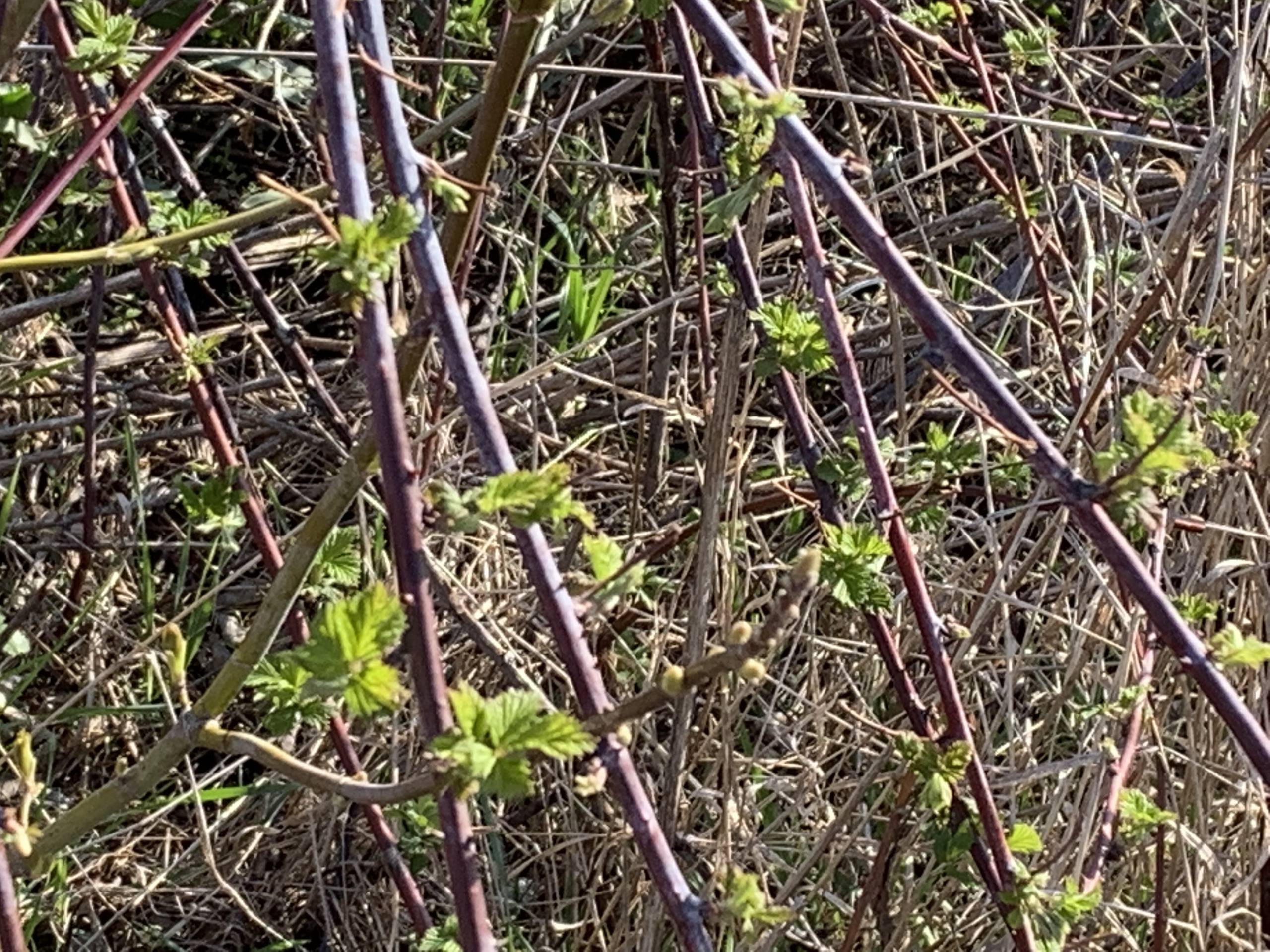 New blackberry leaves