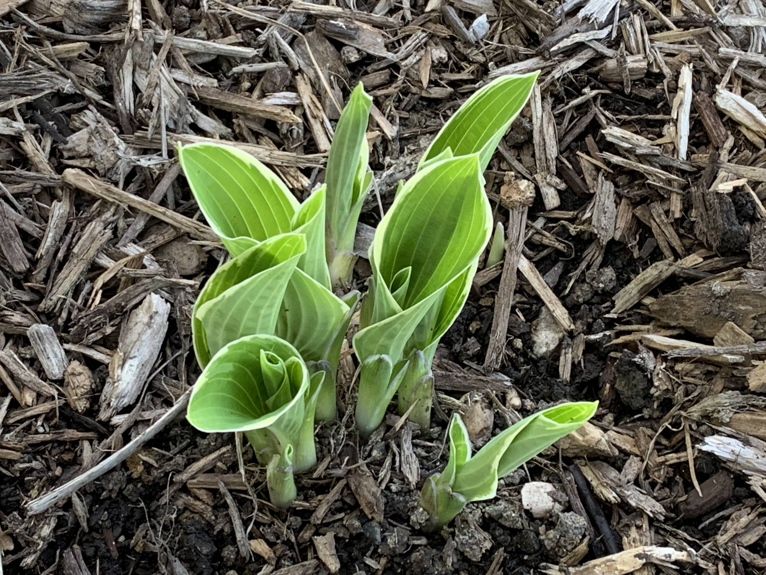Green plant shoots are a picture of hope
